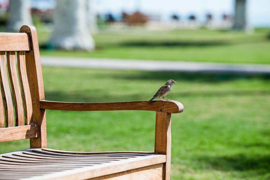 Sealine Beach, A Murwab Resort Mesaieed Ngoại thất bức ảnh A sparrow on a bench